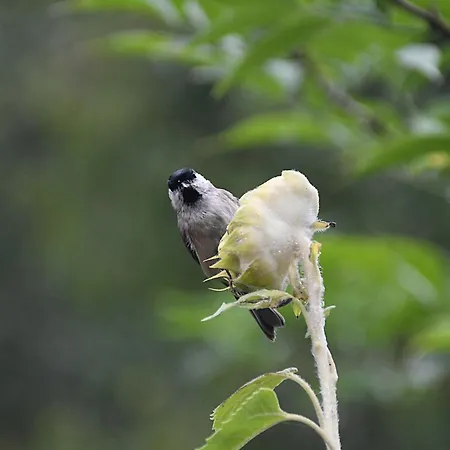 Odyssee-le Nautile Apartment