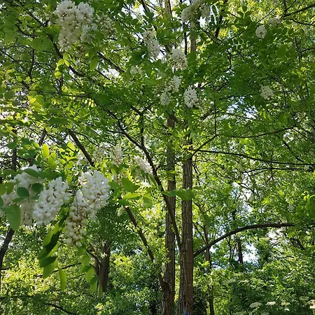 Apartment Odyssee-le Nautile *