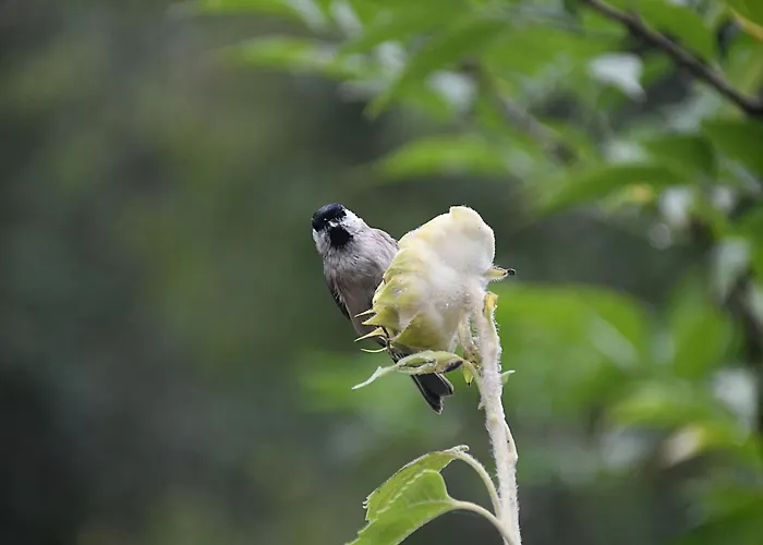 Odyssee-le Nautile Apartment