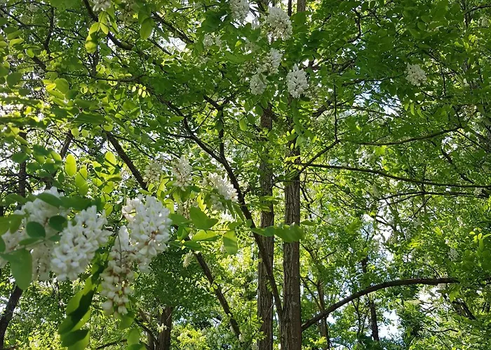 公寓 Odyssee-le Nautile *